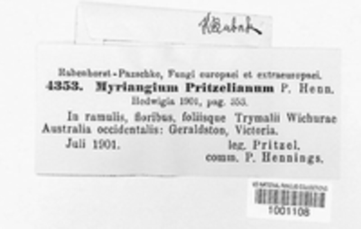 Myriangium pritzelianum image